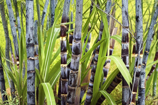 3 Sugarcane Cuttings, Live Sugar Cane Plant Starts, Saccharum officinarum Stem Cuttings for Propagation, Tropical Garden Plant