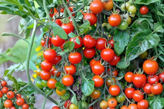 2 Cherry Tomato Live Plants, 4–6 Inch Tall in 4 Inch Pots, Red Cherry Tomato Starter Plants, Vegetable Garden Plants