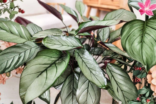 Calathea Setosa Grey Star Live Plant, 4 Inch Pot, Ctenanthe setosa Grey Star, Prayer Plant, Tropical Indoor Houseplant