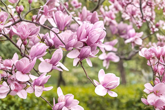 Saucer Magnolia Live Tree, Gallon Pot, Magnolia × soulangeana, Pink White Flowering Deciduous Ornamental Tree