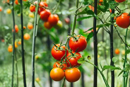 2 Heirloom Tomato Live Plants, 2–4 Inch Starter Plants, Vegetable Garden Tomato Seedlings, Edible Garden Plants