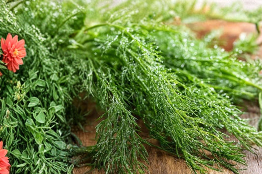 Dill Live Plant, Anethum graveolens, 5 Inch Herb Starter, Culinary Dill Plant, Aromatic Herb Garden Plant