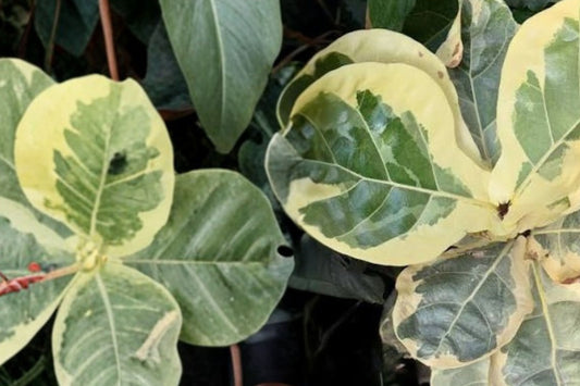 Fiddle Leaf Fig Live Plant, 6 Inch Pot, Ficus lyrata, Tropical Indoor Houseplant, Large Leaf Foliage Plant