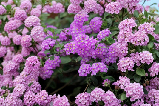Trailing Lavender Lantana Live Plant, 4 Inch Starter, Ships Without Pot, Purple Lavender Flowering Ground Cover