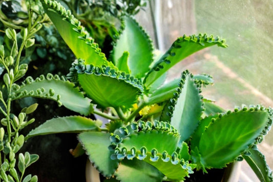 Mother of Thousands Live Plant, 2 Inch Pot, Kalanchoe Succulent Starter, Plantlet Producing Houseplant