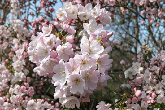 Akebono Flowering Cherry Tree Live Plant, 6–12 Inch Tall in 2.5 Inch Pot, Prunus × yedoensis Ornamental Cherry
