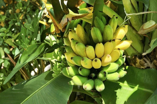 Tall Namwah Banana Live Plant, Pisang Awak Banana Starter, Tropical Fruit Plant, Cold Tolerant Musa Banana