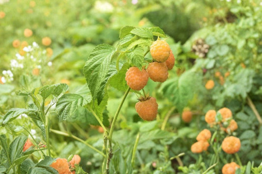 Fall Gold Raspberry Live Plant, 1 Everbearing Yellow Raspberry Starter, Rubus idaeus Fruit Plant, Garden Berry Bush