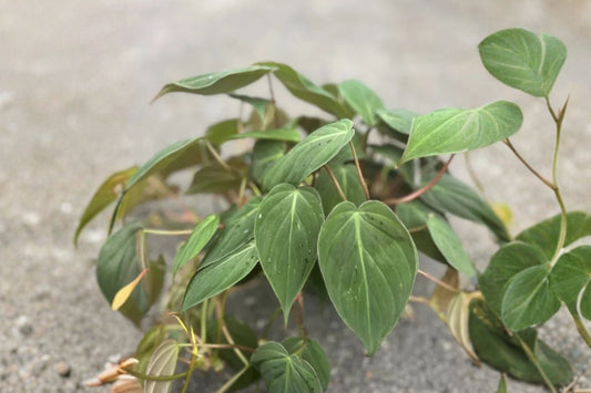 Philodendron Micans Live Plant, 2 Inch Pot, Fully Rooted Velvet Leaf Philodendron, Trailing Tropical Houseplant