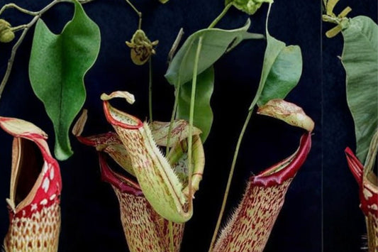 Nepenthes Miranda Live Plant, 2 Inch Pot, Carnivorous Tropical Pitcher Plant, Rooted Starter Houseplant