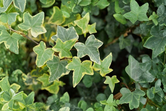 Goldchild English Ivy Live Plant, 3 Inch Pot, Hedera helix Gold Child, Variegated Green Gold Trailing Houseplant