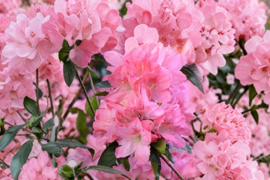 Hampton Beauty Azalea Live Plant, 1 Quart Pot, Flowering Azalea Bonsai Starter, Rhododendron Ornamental Shrub