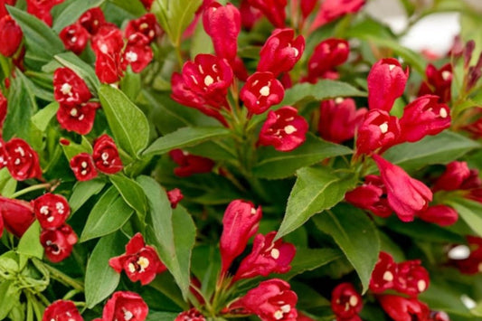 Red Weigela Live Plant, 6–12 Inch Tall in 4 Inch Pot, Red Flowering Shrub, Deciduous Pollinator Garden Plant