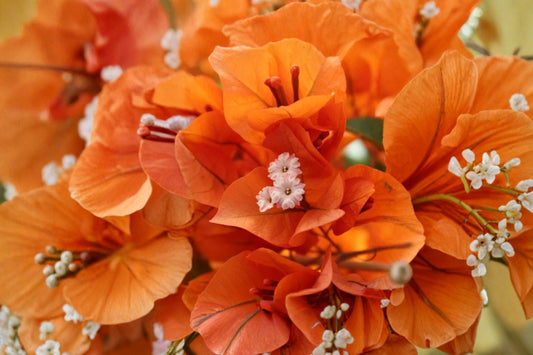 3 Fire Opal Bougainvillea Live Plants, 4–6 Inch Rooted Starters, Orange Flowering Tropical Plants, Ships Without Pot