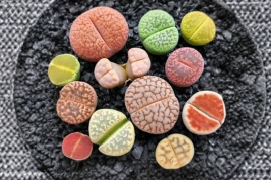 30 Live Lithops Plants, 0.2–0.3 Inch Assorted Living Stones, Random Mix Mini Succulents, Bare Root Collector Plants
