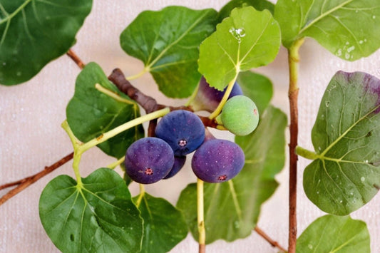 Chicago Hardy Fig Tree Live Plant, Ficus carica, Cold Hardy Edible Fig Fruit Tree, Self-Fertile Garden Starter Plant