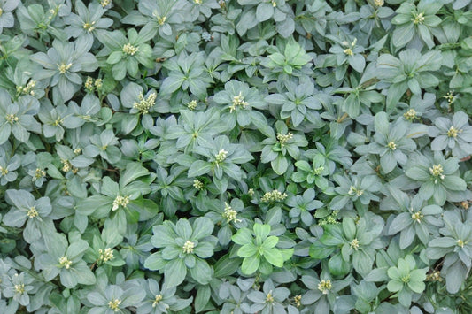50+ Pachysandra Terminalis Live Plants, Japanese Spurge Ground Cover, Evergreen Shade Plants, Rooted Garden Starts