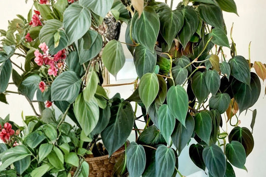 Philodendron Micans Live Plant, 3 Inch Pot, Rooted Velvet Leaf Philodendron, Trailing Tropical Indoor Houseplant