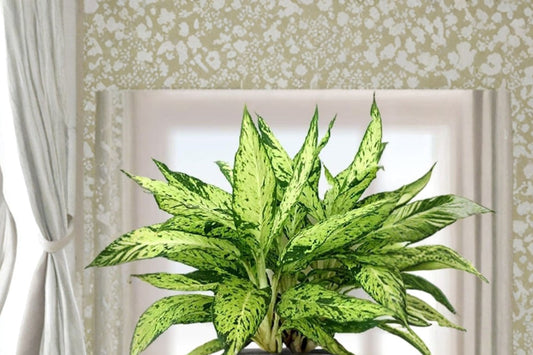 Dieffenbachia Star Bright Live Plant, 6 Inch Pot, Variegated Dumb Cane, Tropical Indoor Houseplant, Colorful Foliage Plant