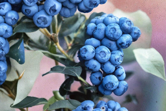 Duke Blueberry Live Plant, 2.5 Quart Container, Northern Highbush Blueberry Bush, Early Season Edible Berry Plant