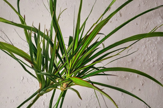 Dracaena Marginata Cane Live Plant, 4 Inch Pot, Madagascar Dragon Tree, Tropical Indoor Houseplant
