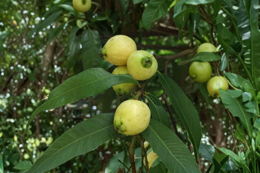 Rose Apple Live Plant, Syzygium jambos, Golden Yellow Tropical Fruit Tree, Rooted Garden Starter Plant