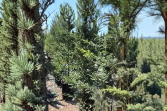 2 California Redwood Live Trees, 4 Inch Pots, Coast Redwood Seedlings, Sequoia sempervirens Evergreen Conifer Starter Plants