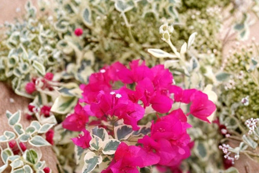 Raspberry Ice Bougainvillea Live Plant, 3 Inch Pot, Rooted Variegated Starter, Pink Flowering Tropical Patio Plant