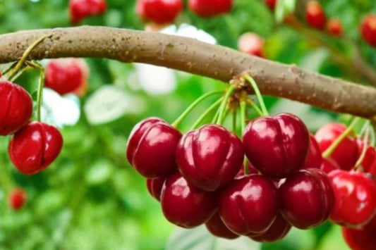 Vine Cherry Live Plant, Small Bare Root Starter, Cherry Tree Seedling, Rooted Fruit Plant for Garden
