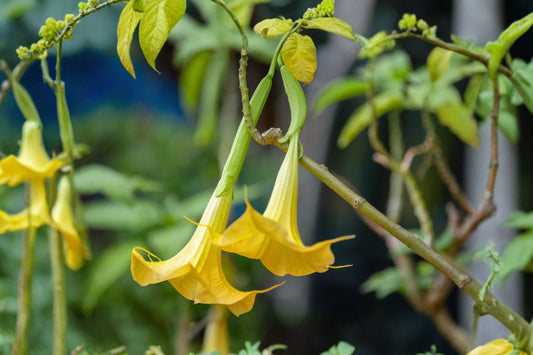 Yellow Angel’s Trumpet Live Plant, 4 Inch Starter Pot, Brugmansia Yellow Flowering Tropical Shrub
