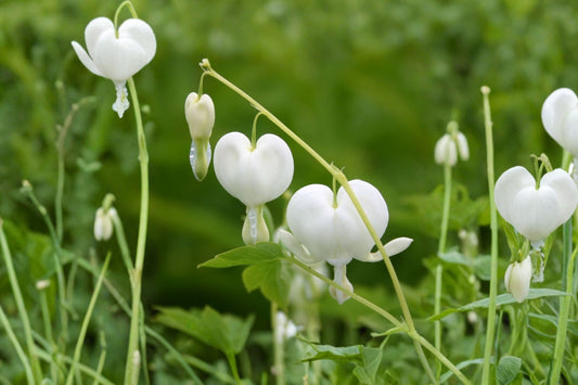 White Bleeding Heart Live Plant in Pot, Lamprocapnos spectabilis Alba, White Heart Flower Shade Perennial