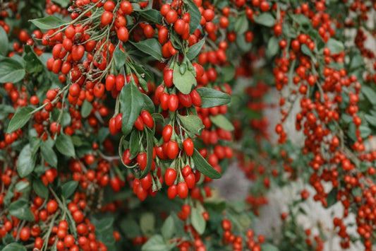 Goji Berry Live Plant, 3+ Year Old 15+ Inch Tall, Well Rooted Wolfberry Shrub, Lycium Fruit Plant