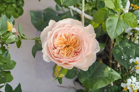 Hanxian Rose Live Plant, 1–1.5 Gallon, Bicolor Climbing Shrub Rose, Heat Tolerant Flowering Garden Rose