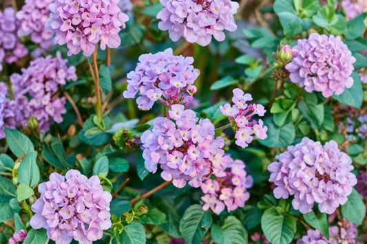 Trailing Lavender Lantana Live Plant, 4 Inch Starter, Purple Lavender Flowering Ground Cover, Ships Without Pot