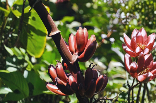 Red Dacca Banana Live Plant, Cuban Red Banana Plant, Musa Tropical Fruit Tree Starter, Red Banana Patio Plant