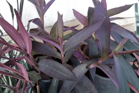 2 Purple Heart Live Plants, 4–6 Inch Tall, Tradescantia pallida, Purple Foliage Starter Plants, Ships Without Pots