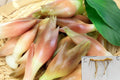 Myoga Ginger Live Roots (Zingiber mioga) – Cold Hardy to Zone 5b – Edible Japanese Ginger Plant – Shade Garden Perennial – Fresh Dug Rhizomes