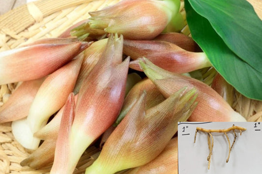 Myoga Ginger Live Roots (Zingiber mioga) – Cold Hardy to Zone 5b – Edible Japanese Ginger Plant – Shade Garden Perennial – Fresh Dug Rhizomes