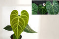 Anthurium Regale AFF (Pack of 2) Live Aroid Plants – Rare Tropical Houseplant – Velvet Leaf Indoor Plant – Air Purifying – Exotic Indoor Greenery