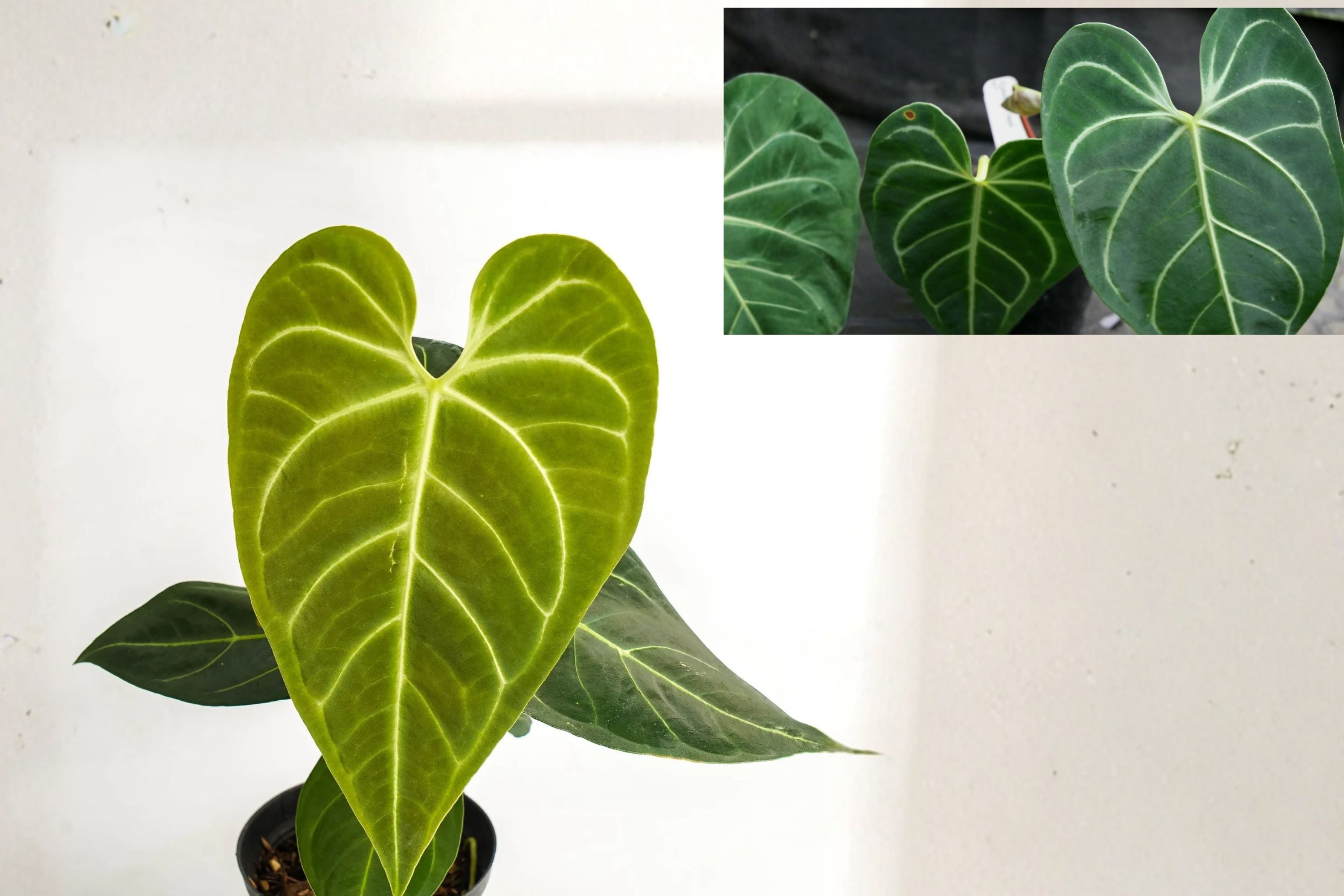 Anthurium Regale AFF (Pack of 2) Live Aroid Plants – Rare Tropical Houseplant – Velvet Leaf Indoor Plant – Air Purifying – Exotic Indoor Greenery