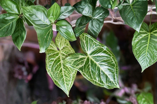 Syngonium Batik Plant – Arrowhead Vine Houseplant – Variegated Tropical Indoor Plant – Easy Care Vining Plant – Syngonium Podophyllum