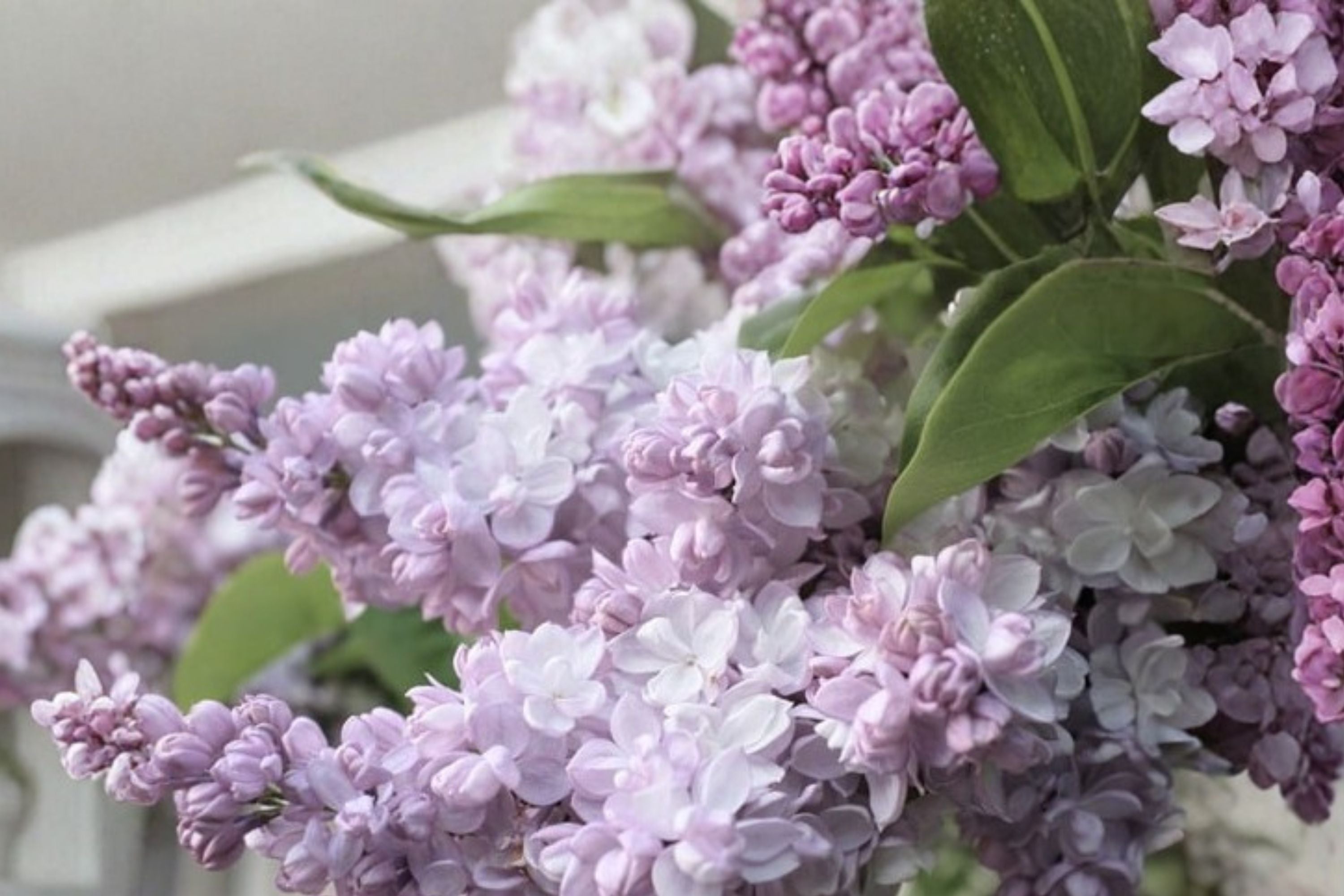 Beauty of Moscow Lilac Plant Live | Syringa vulgaris ‘Krasavitsa Moskvy’ | Fragrant Lilac Bush | Double White Pink Flowers | 1 Gallon