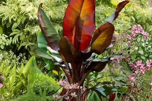 Ensete Maurelii Red Banana Plant – Red Abyssinian Banana Tree – Tropical Ornamental Plant – Large Foliage Plant – Live Banana Plant