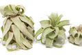 Tillandsia Streptophylla Air Plant (Medium) – Curly Air Plant – Live Tillandsia – No Soil Houseplant – Easy Care Indoor Plant
