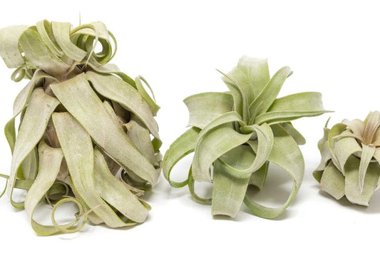 Tillandsia Streptophylla Air Plant (Medium) – Curly Air Plant – Live Tillandsia – No Soil Houseplant – Easy Care Indoor Plant
