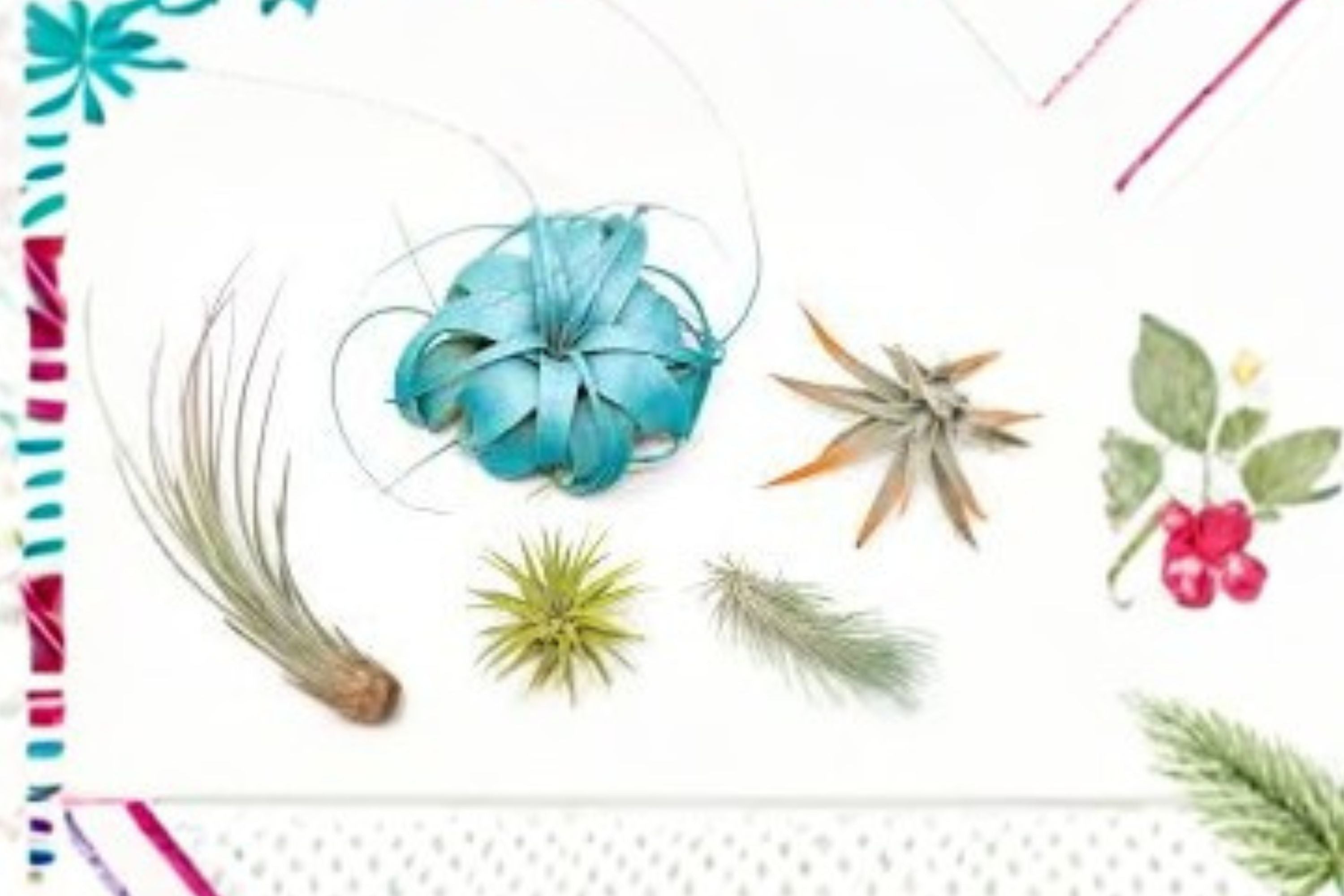 5 Colorful Air Plants Pack – Live Tillandsia Bundle – Dyed Air Plants – Easy Care No Soil Houseplants – Indoor Décor & Gifts