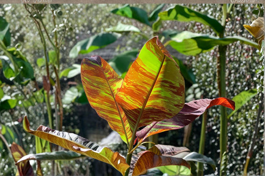 Musa Siam Ruby Banana Plant – Rare Red Variegated Banana Tree – Live Tropical Plant – Exotic Foliage – Patio & Container Plant