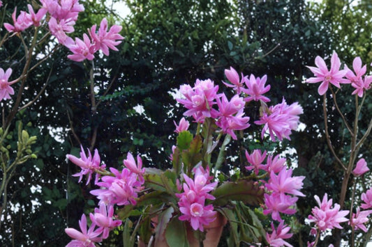 German Empress Epiphyllum Cutting 8–10” – Orchid Cactus Cutting – Night Blooming Cactus – Rare Tropical Plant – Buy 2 Get 1 Free