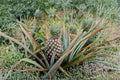 Sugar Loaf Pineapple Plant – Live Pineapple Plant – Sweet Low Acid Fruit – Ananas comosus – Tropical Fruit Plant – Grow Your Own Pineapple