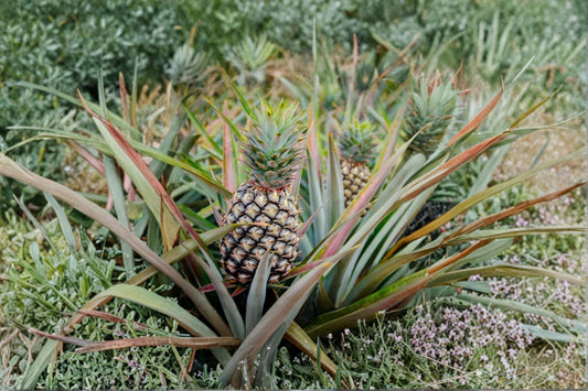 Sugar Loaf Pineapple Plant – Live Pineapple Plant – Sweet Low Acid Fruit – Ananas comosus – Tropical Fruit Plant – Grow Your Own Pineapple